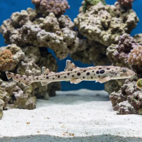 Epaulette Shark