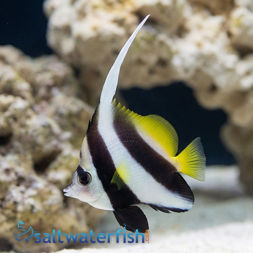 Black & White Heniochus Butterfly