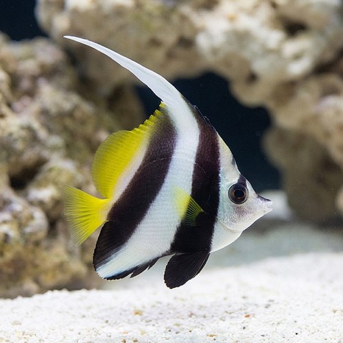 Black & White Heniochus Butterfly - Fiji - MAC Certified