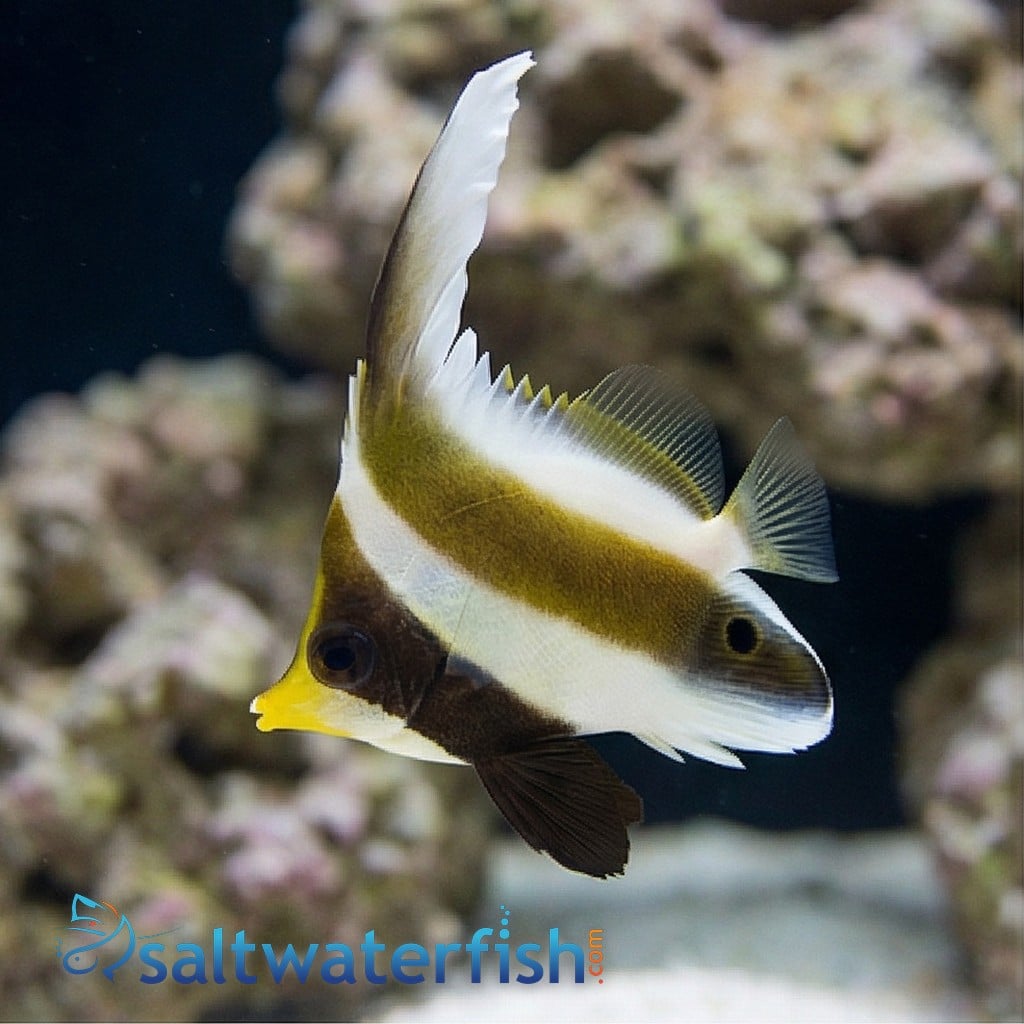 Threeband Heniochus (Pennant)