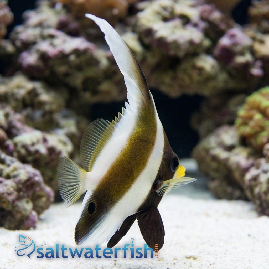 Threeband Heniochus (Pennant)