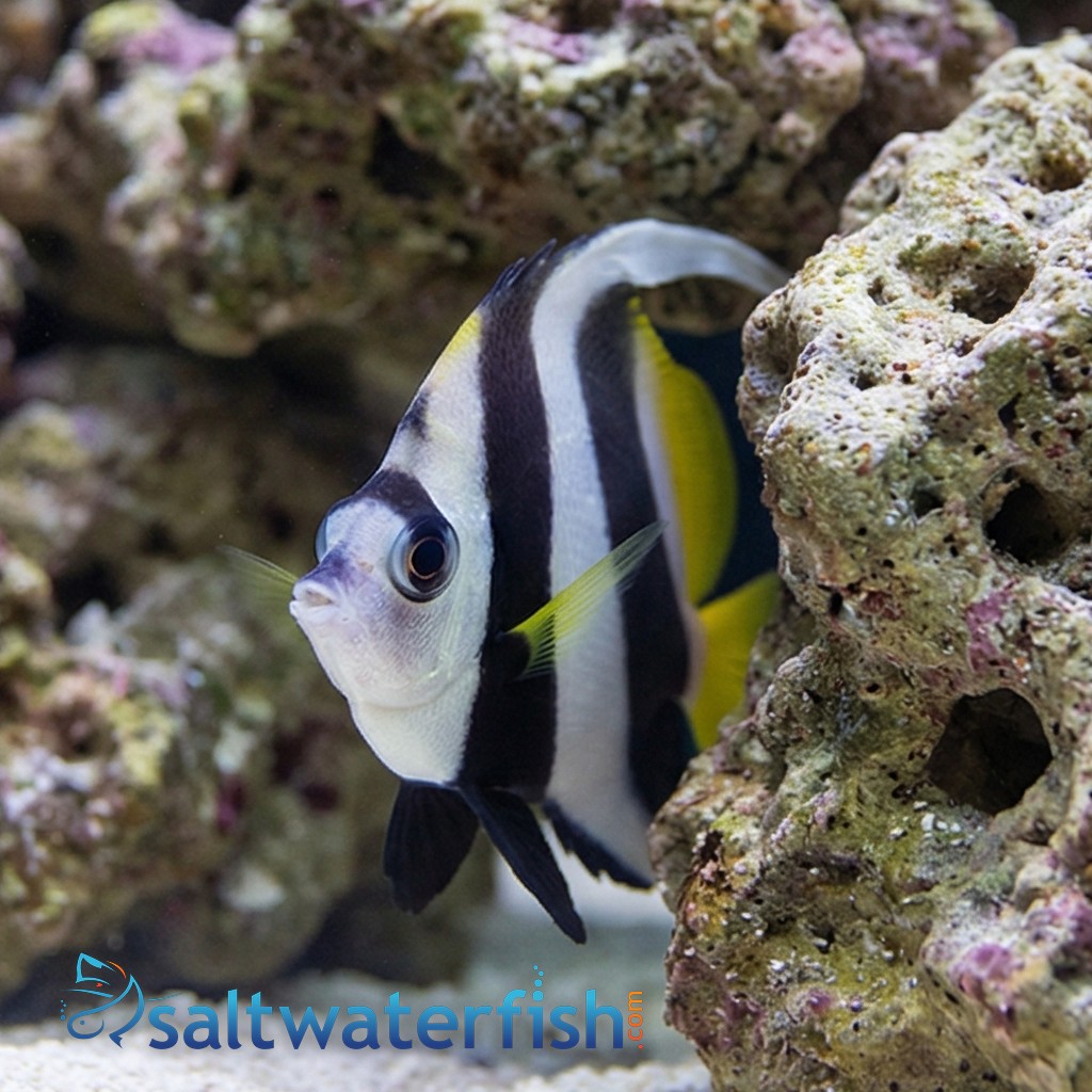 Schooling Bannerfish Butterfly