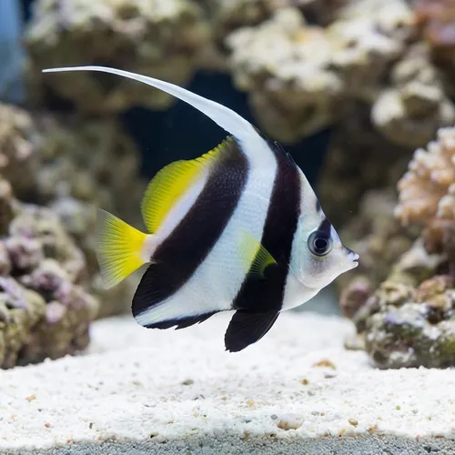 Schooling Bannerfish Butterfly