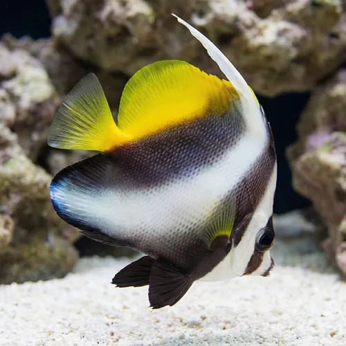 Masked Heniochus