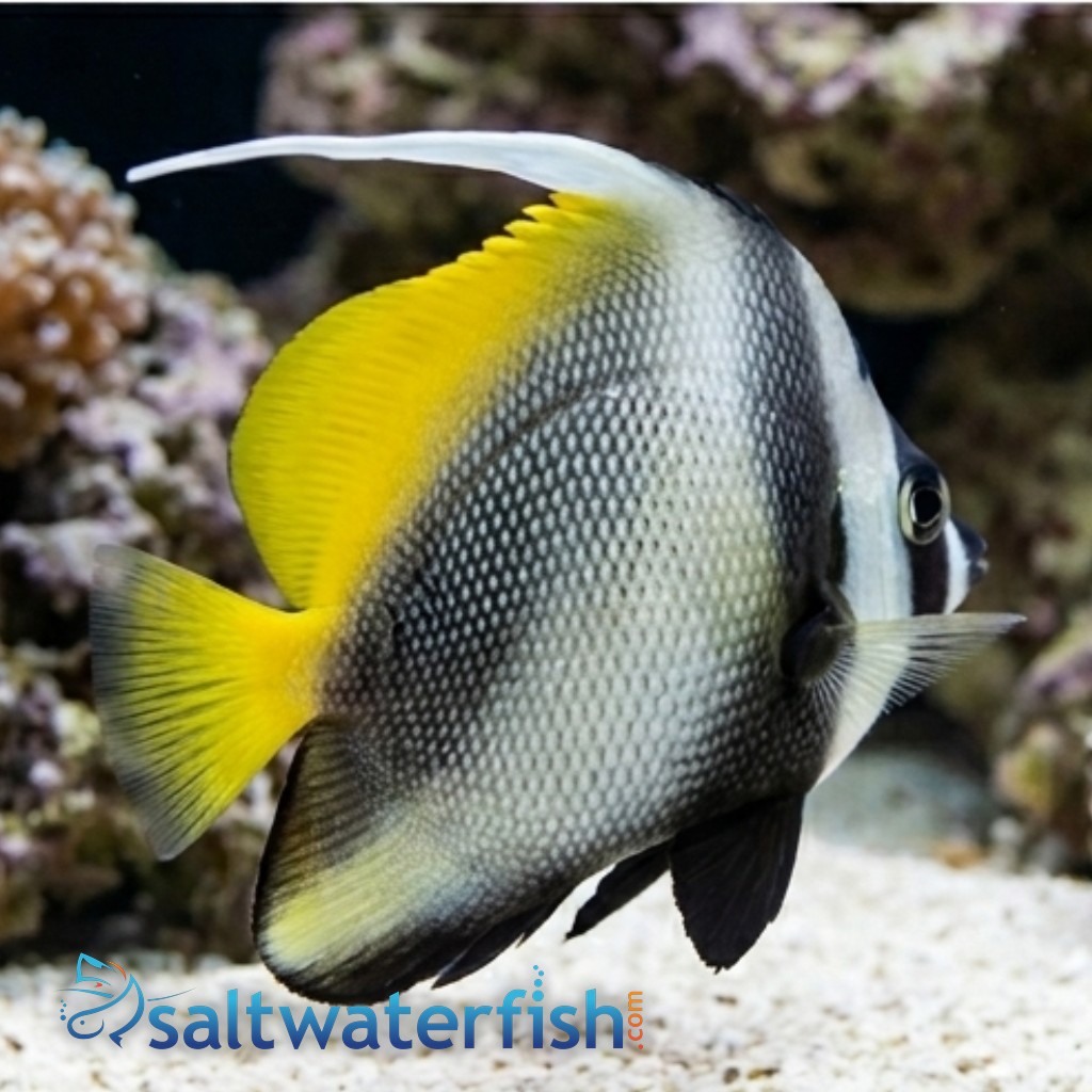 Singularis Heniochus - Indian Ocean