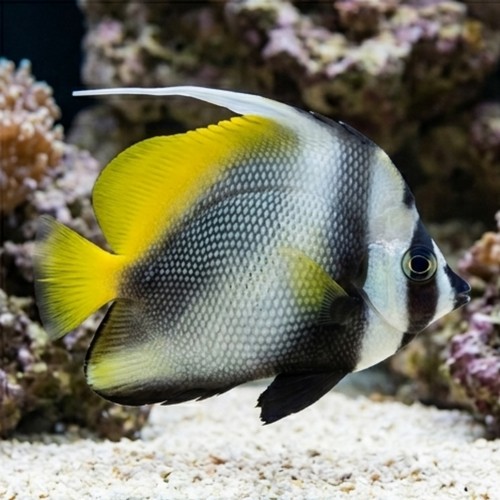 Singularis Heniochus - Indian Ocean