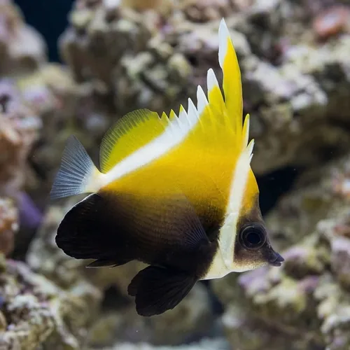 Humphead Bannerfish - Fiji