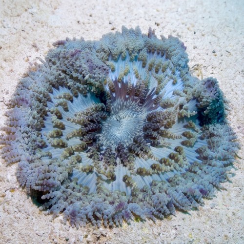 Beaded Sea Anemone - Australia