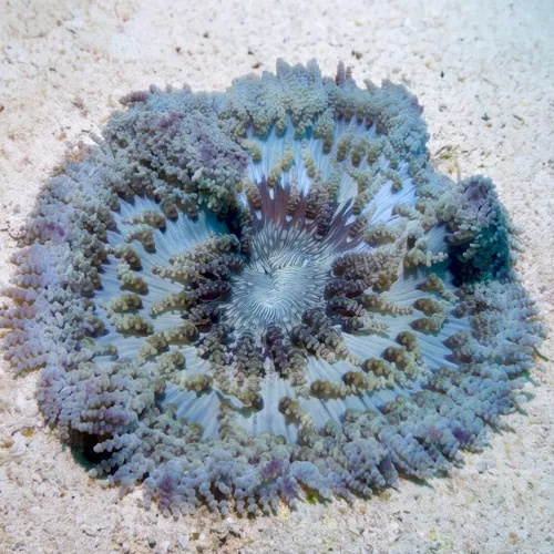 Beaded Sea Anemone - Australia