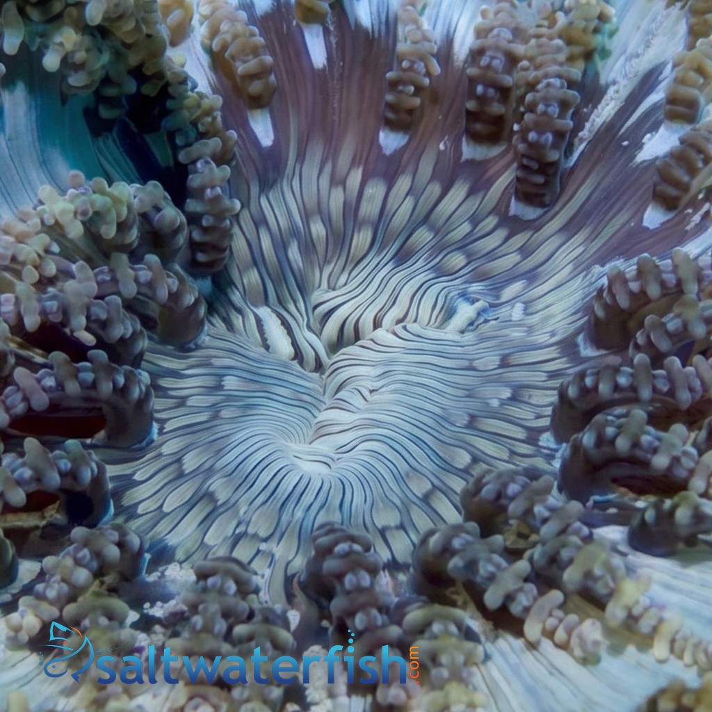 Beaded Sea Anemone