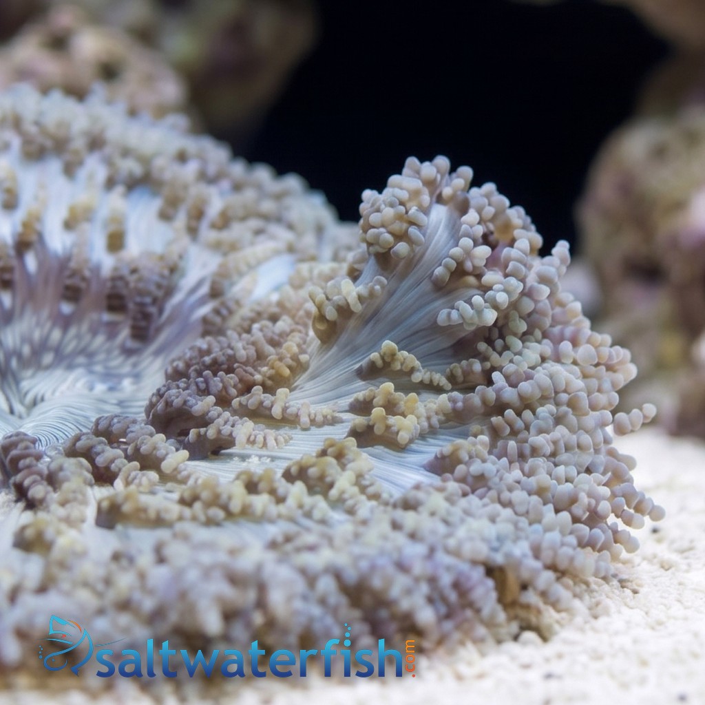 Beaded Sea Anemone