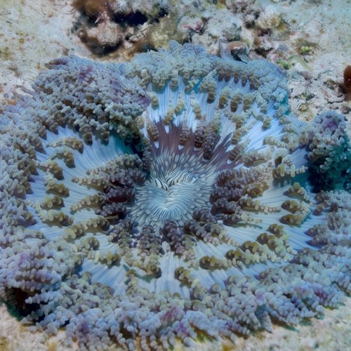 Beaded Sea Anemone - Eastern Asia