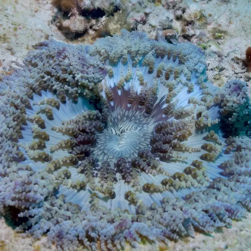 Beaded Sea Anemone