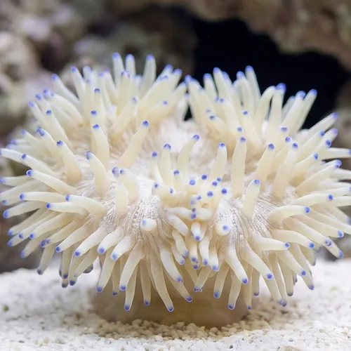Sebae Anemone: White