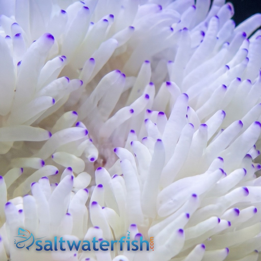 Sebae Anemone