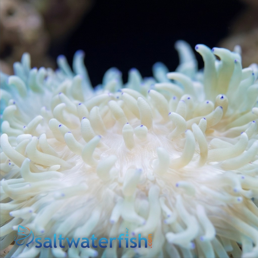 Sebae Anemone