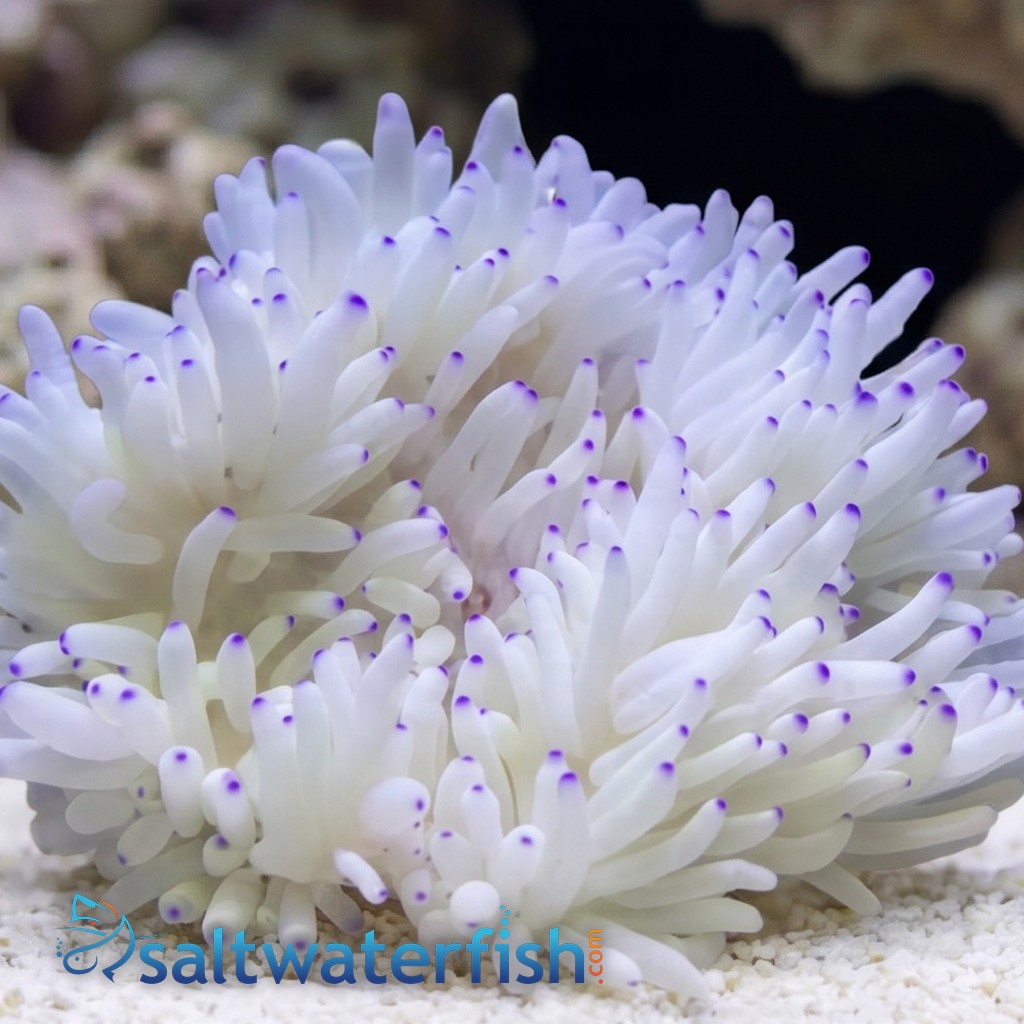 Sebae Anemone