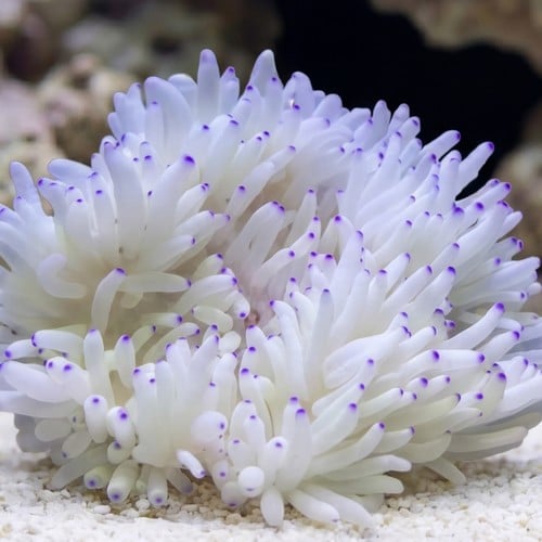 Sebae Anemone