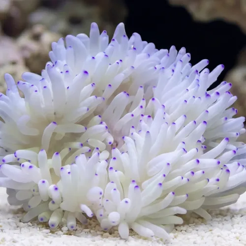 Sebae Anemone