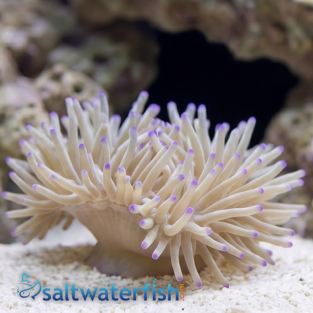 Malu Sebae Anemone - Australia