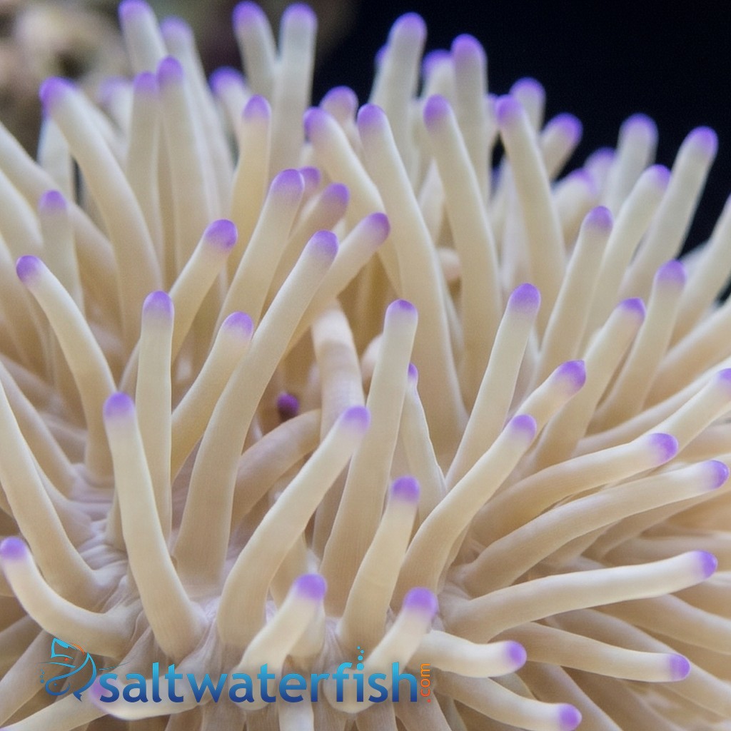 Malu Sebae Anemone - Australia