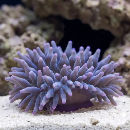 Malu Sebae Anemone - Australia