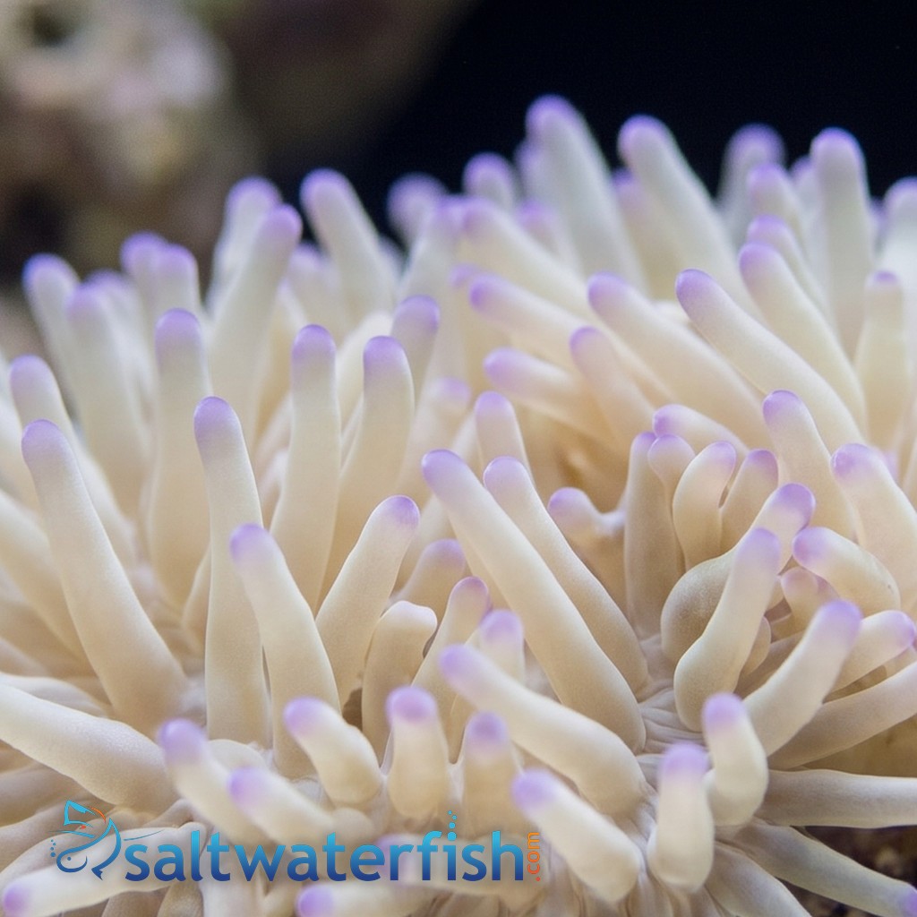 Malu Sebae Anemone: Purple Tips