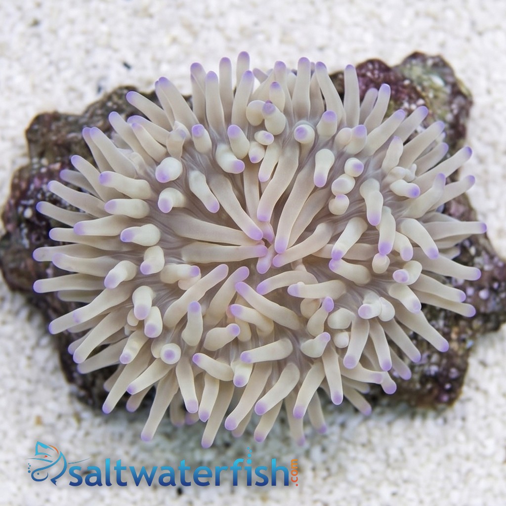 Malu Sebae Anemone: Purple Tips