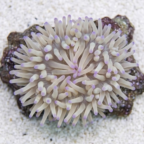 Malu Sebae Anemone: Purple Tips - Australia