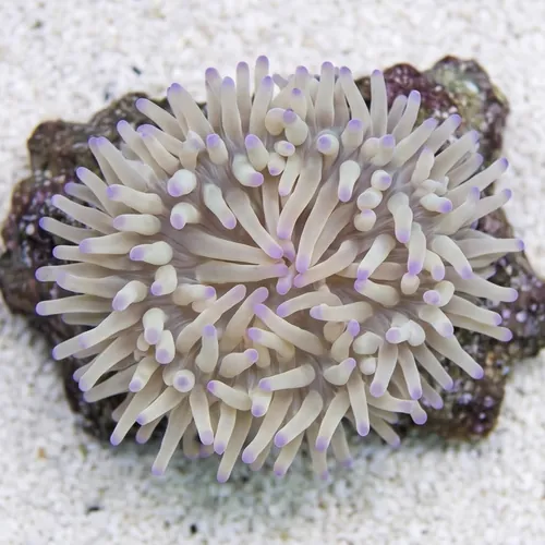 Malu Sebae Anemone: Purple Tips