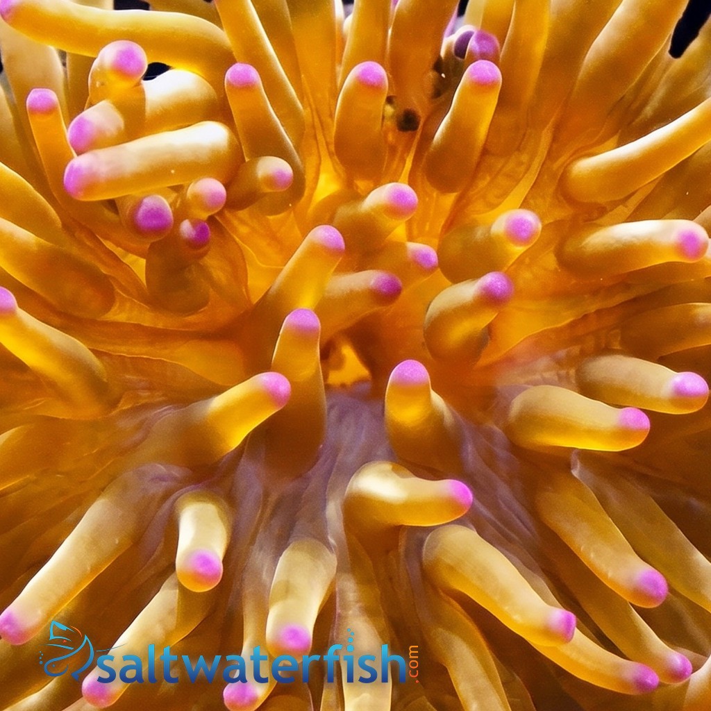 Malu Sebae Anemone: Pink/Purple - Australia