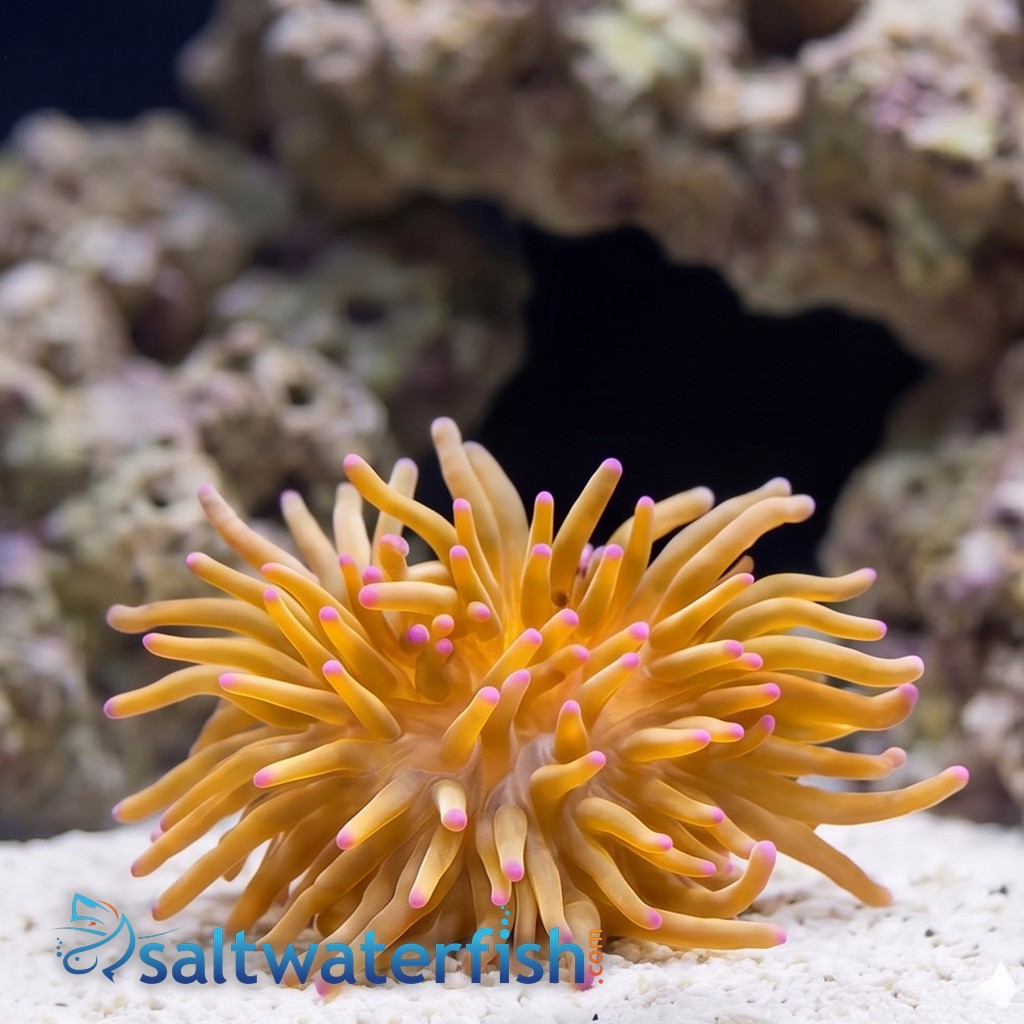 Malu Sebae Anemone: Pink/Purple - Australia
