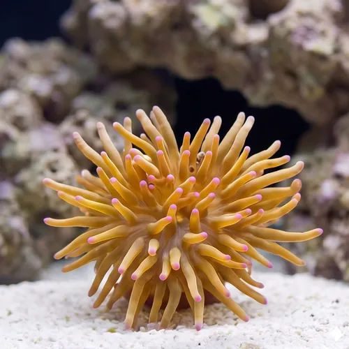 Malu Sebae Anemone: Pink/Purple - Australia
