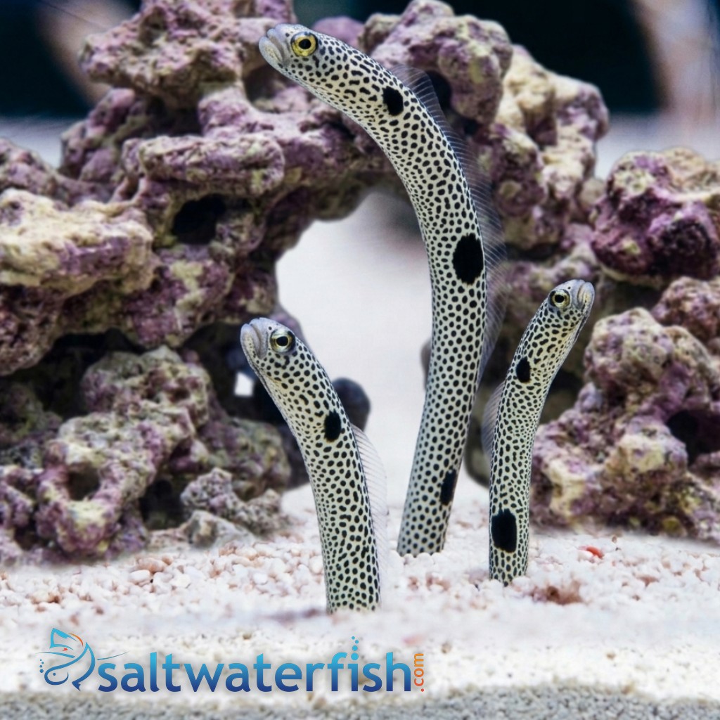 Spotted Garden Eel