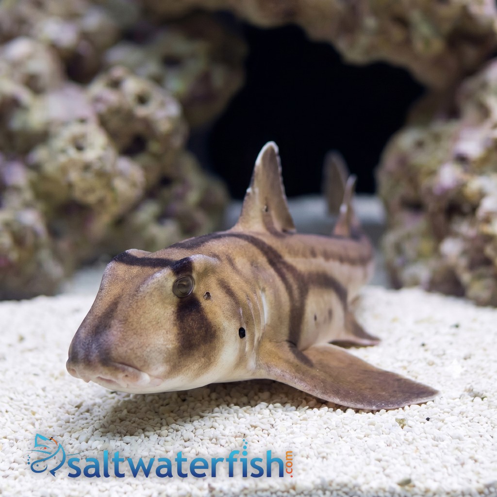 Port Jackson Shark