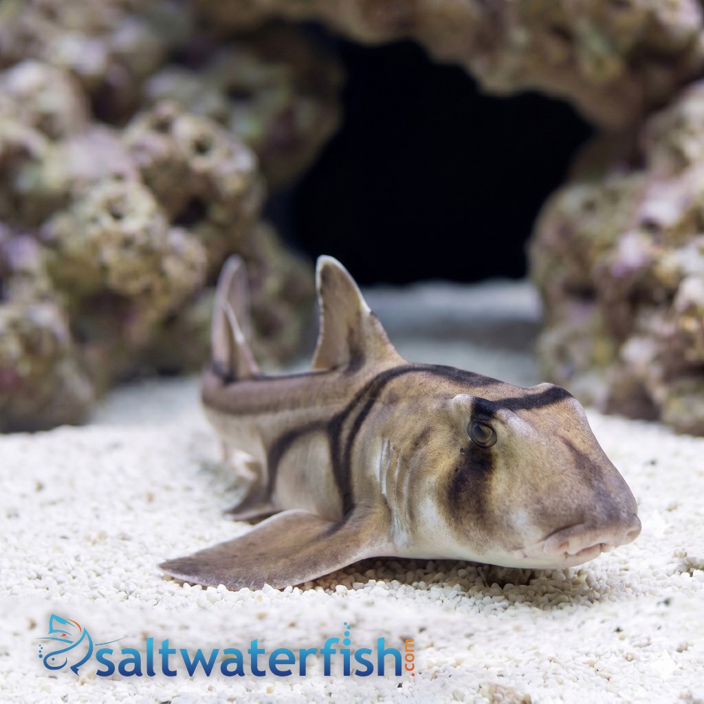 Port Jackson Shark