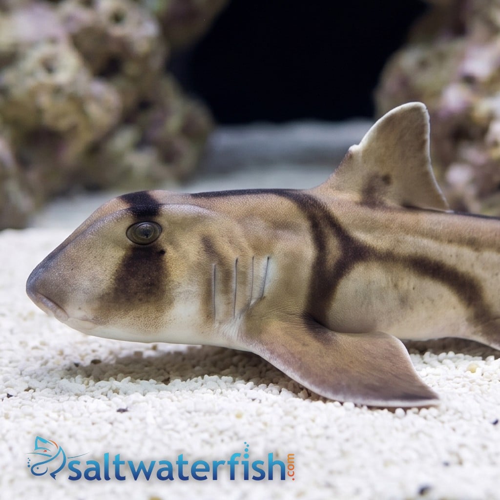 Port Jackson Shark