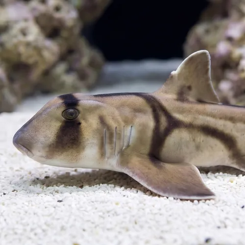 Port Jackson Shark