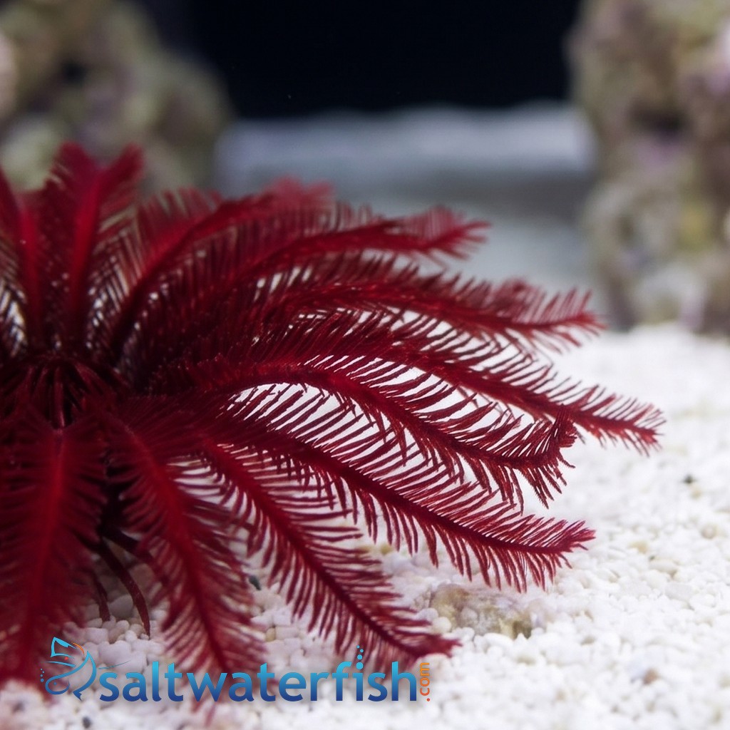 Blood Red Sea Lilly-Feather Star