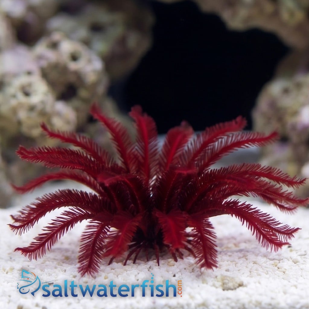 Blood Red Sea Lilly-Feather Star