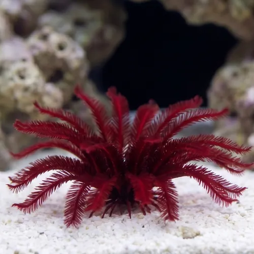 Blood Red Sea Lilly-Feather Star
