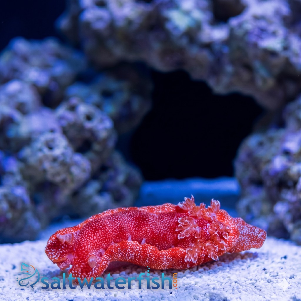Spanish Dancer Nudibranch