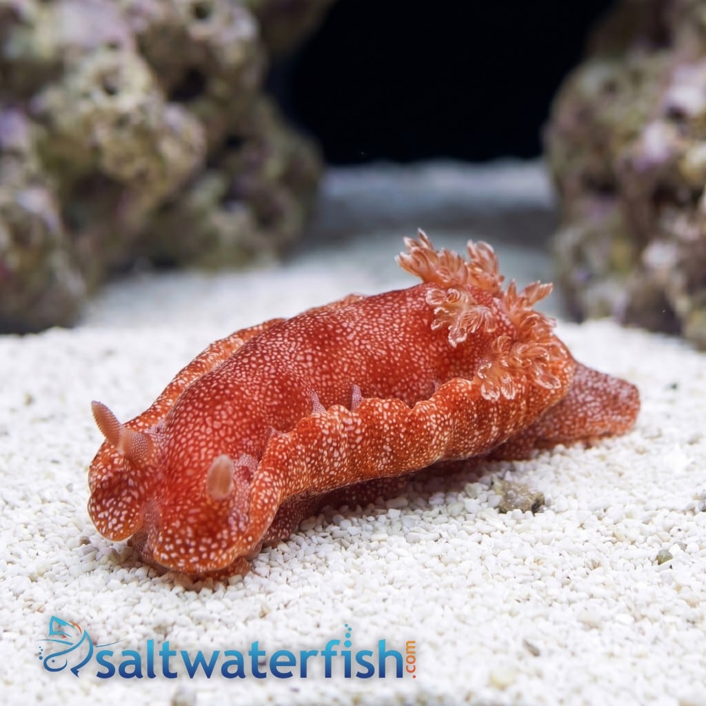 Spanish Dancer Nudibranch