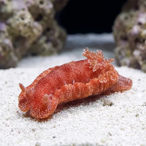 Spanish Dancer Nudibranch