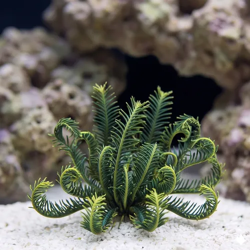 Feather Star: Colored