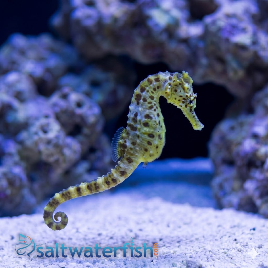 Pot-Bellied Seahorse - Captive Bred