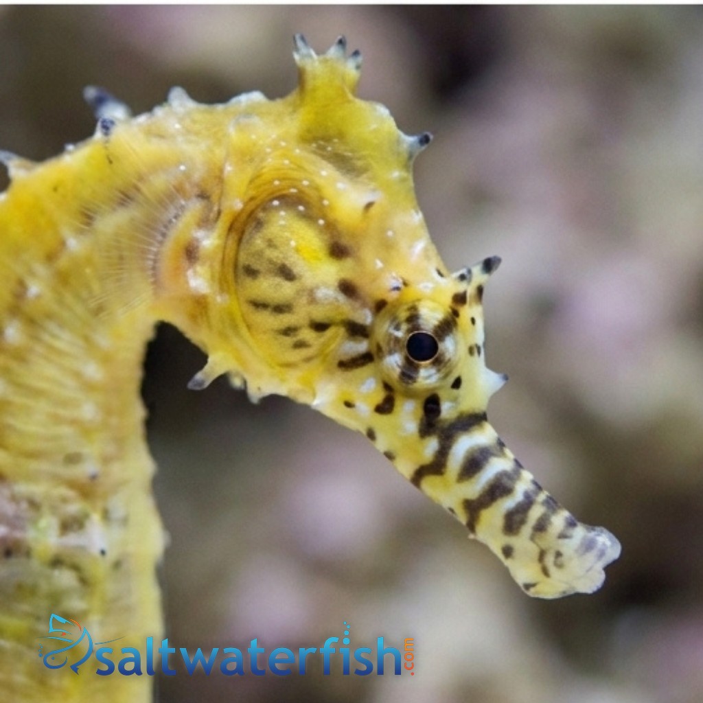 Barbouri Seahorse - Captive Bred