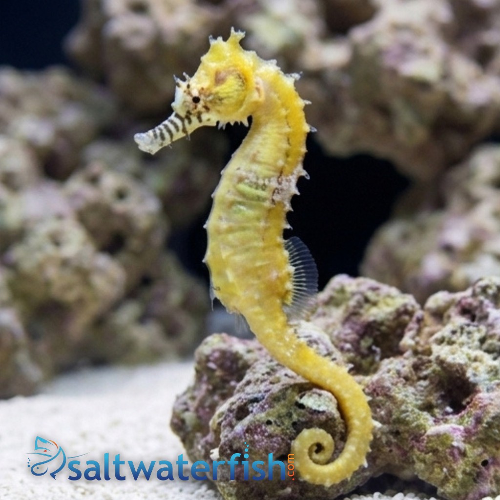 Barbouri Seahorse - Captive Bred
