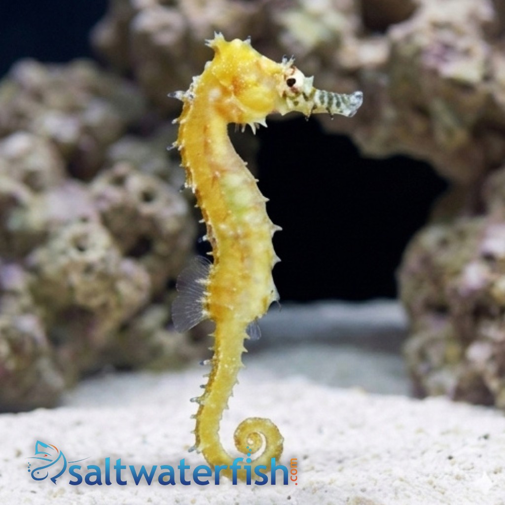 Barbouri Seahorse - Captive Bred