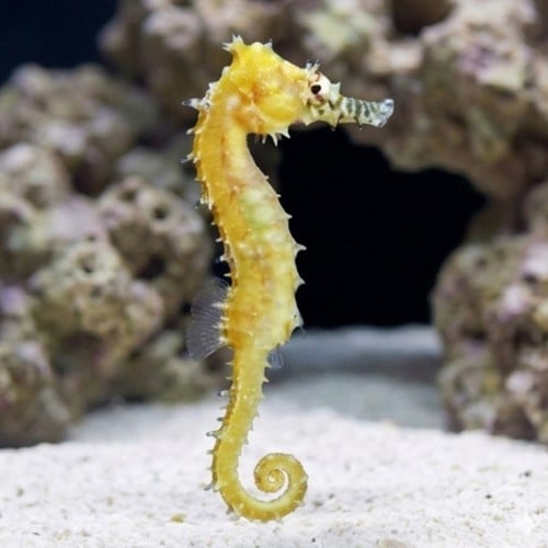 Barbouri Seahorse - Captive Bred